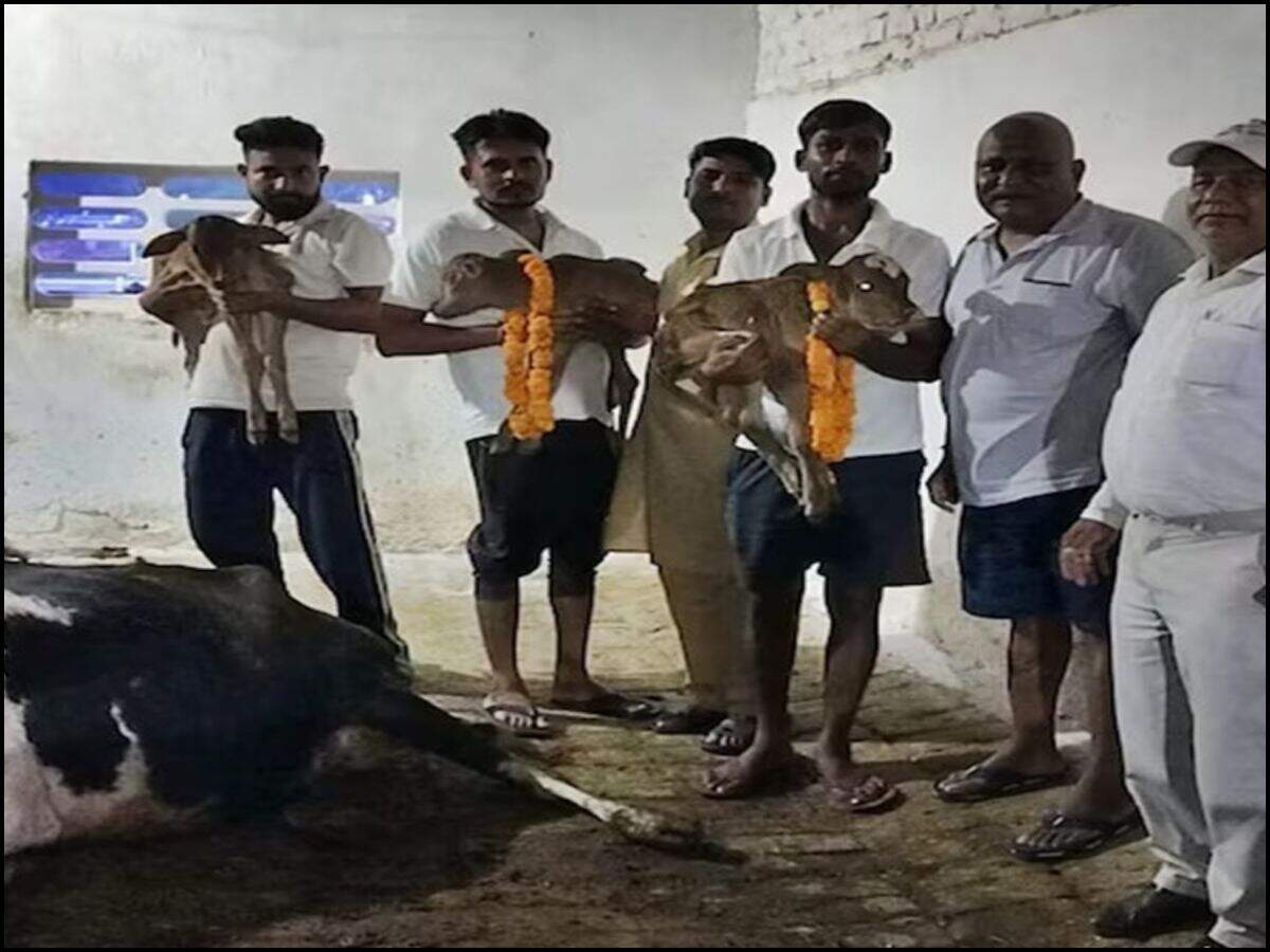 haryana news
