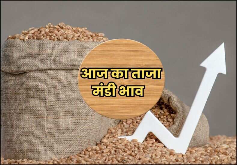 Mandi bhav today, Mandi Bhav, Rajasthan Mandi Price, Haryana Mandi Bhav, Kapas ke Bhav, narma ka bhav, Mandi Bhav Today, Mandi Rate, today mandi bhav, latest price, breaking news, Mandi Bhav Today, Mandi Bhav Today 2025, आज का मंडी भाव, mandi bhav today, mandi bhav rajasthan, mandi bhav betul, mandi bhav indore, mandi bhav sirsa, mandi bhav