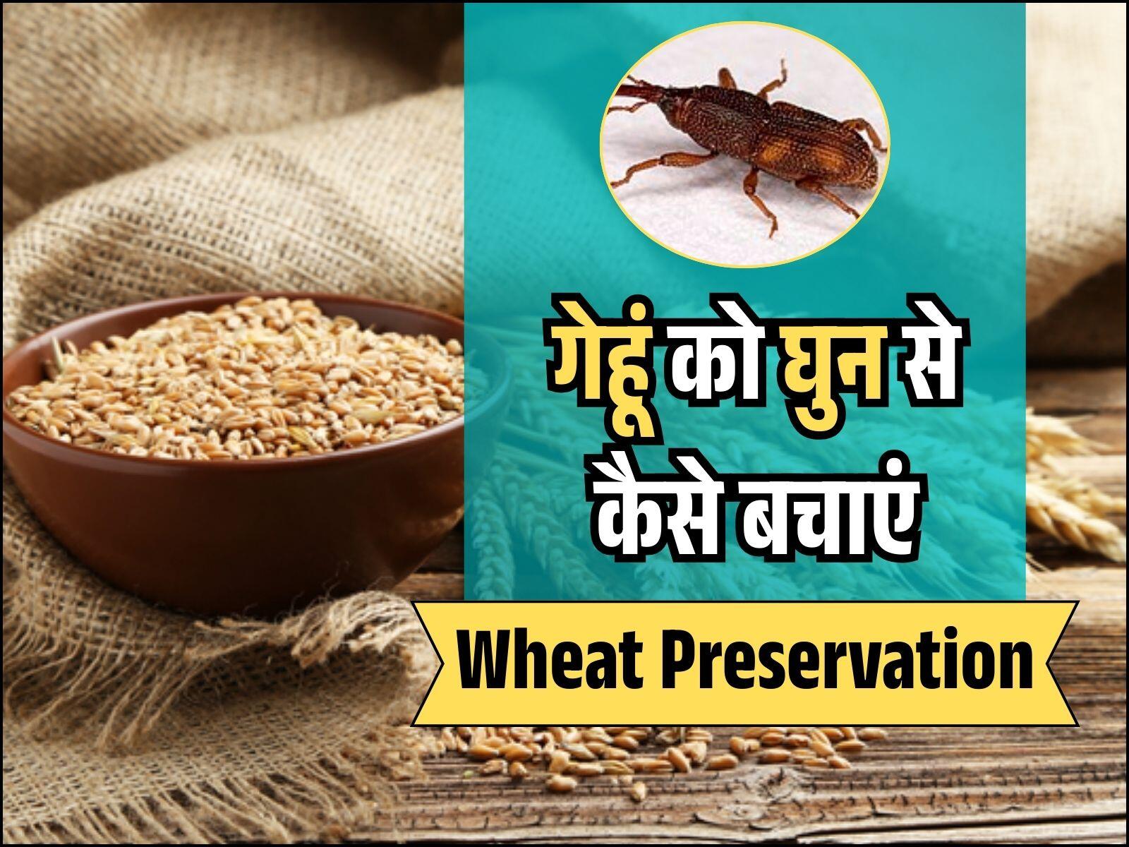 गेहूं को घुन से कैसे बचाएं