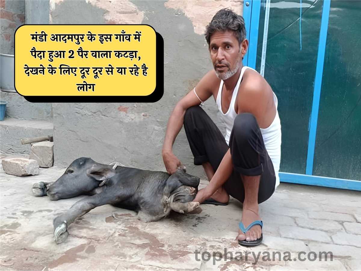 Adampur News: आदमपुर की इस गाँव में पैदा हुआ 2 पैर वाला कटड़ा, देखने के लिए दूर दूर से या रहे है लोग