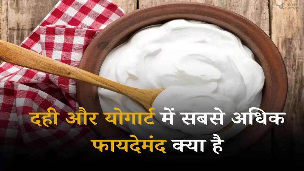 Curd and yogurt: दही और योगार्ट में सबसे अधिक फायदेमंद क्या है, जानें इन दोनों में बड़ा अंतर 